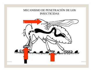 INGESTIÓ
N
ABSORCIÓ
N
INHALAC
IÓN
MECANISMO DE PENETRACIÓN DE LOS
INSECTICIDAS
 