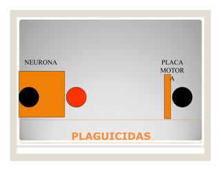 PLAGUICIDASPLAGUICIDAS
PLACA
MOTOR
A
NEURONA
 