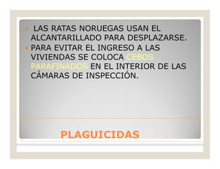 PLAGUICIDASPLAGUICIDAS
 LAS RATAS NORUEGAS USAN EL
ALCANTARILLADO PARA DESPLAZARSE.
 PARA EVITAR EL INGRESO A LAS
VIVIENDAS SE COLOCA CEBOS
PARAFINADOS EN EL INTERIOR DE LAS
CÁMARAS DE INSPECCIÓN.
 