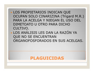 PLAGUICIDASPLAGUICIDAS
 LOS PROPIETARIOS INDICAN QUE
OCUPAN SOLO CINARIZINA (Trigard M.R.)
PARA LA ACELGA Y NIEGAN EL USO DEL
DIMETOATO U OTRO PARA DICHO
CULTIVO.
 LOS ANÁLISIS LES DAN LA RAZÓN YA
QUE NO SE ENCUENTRAN
ORGANOFOSFORADOS EN SUS ACELGAS.
 