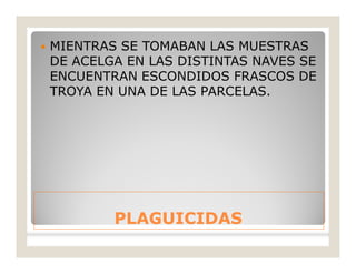 PLAGUICIDASPLAGUICIDAS
 MIENTRAS SE TOMABAN LAS MUESTRAS
DE ACELGA EN LAS DISTINTAS NAVES SE
ENCUENTRAN ESCONDIDOS FRASCOS DE
TROYA EN UNA DE LAS PARCELAS.
 