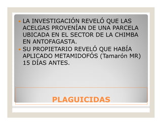 PLAGUICIDASPLAGUICIDAS
 LA INVESTIGACIÓN REVELÓ QUE LAS
ACELGAS PROVENÍAN DE UNA PARCELA
UBICADA EN EL SECTOR DE LA CHIMBA
EN ANTOFAGASTA.
 SU PROPIETARIO REVELÓ QUE HABÍA
APLICADO METAMIDOFÓS (Tamarón MR)
15 DÍAS ANTES.
 