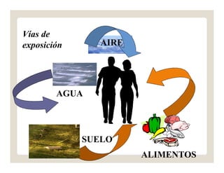AIRE
AGUA
SUELO
ALIMENTOS
Vías de
exposición
 