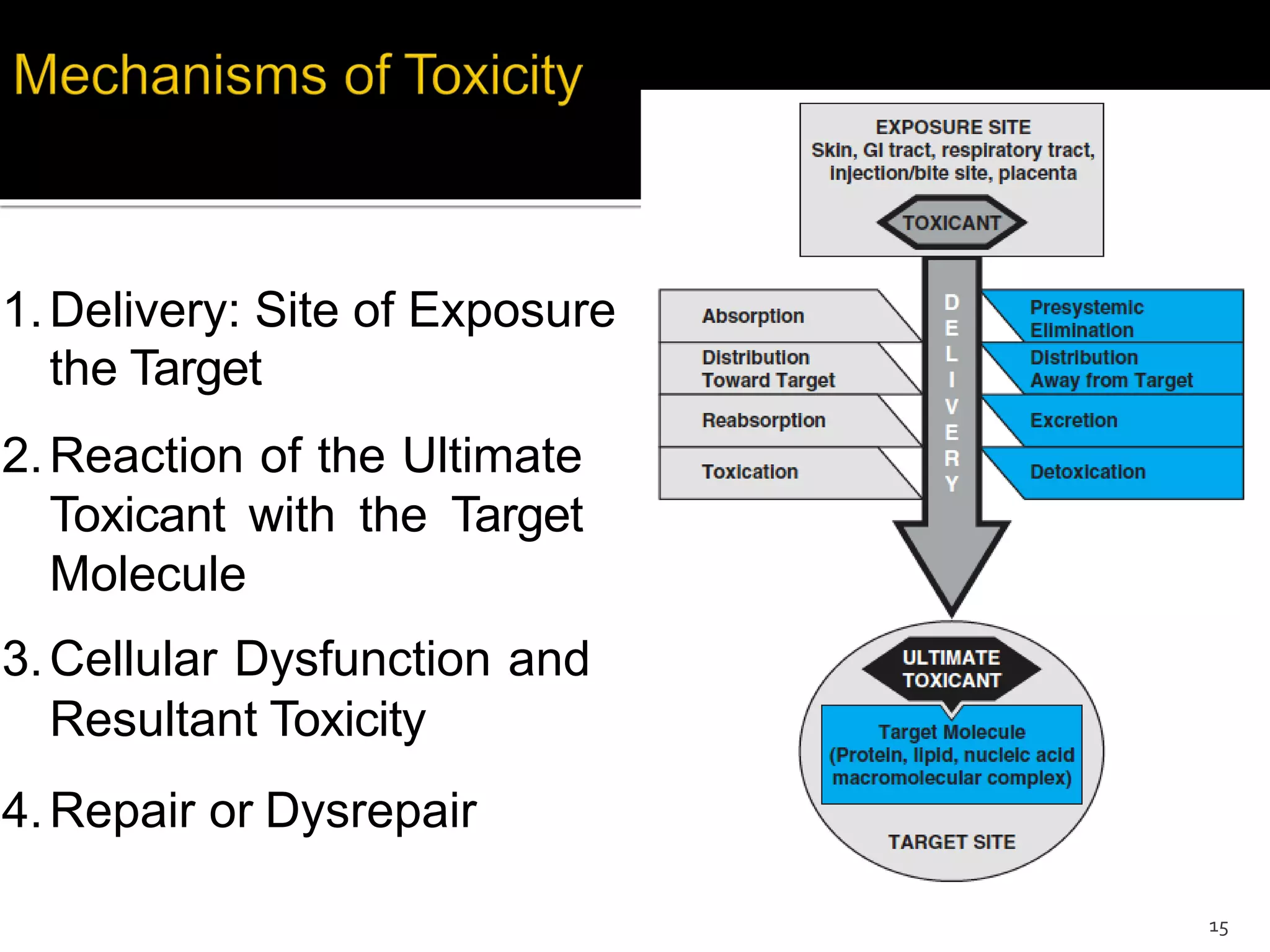 to
1.Delivery: Site of Exposure
the Target
2.Reaction of the Ultimate
Toxicant with the Target
Molecule
3.Cellular Dysfunction and
Resultant Toxicity
4.Repair or Dysrepair
15
 