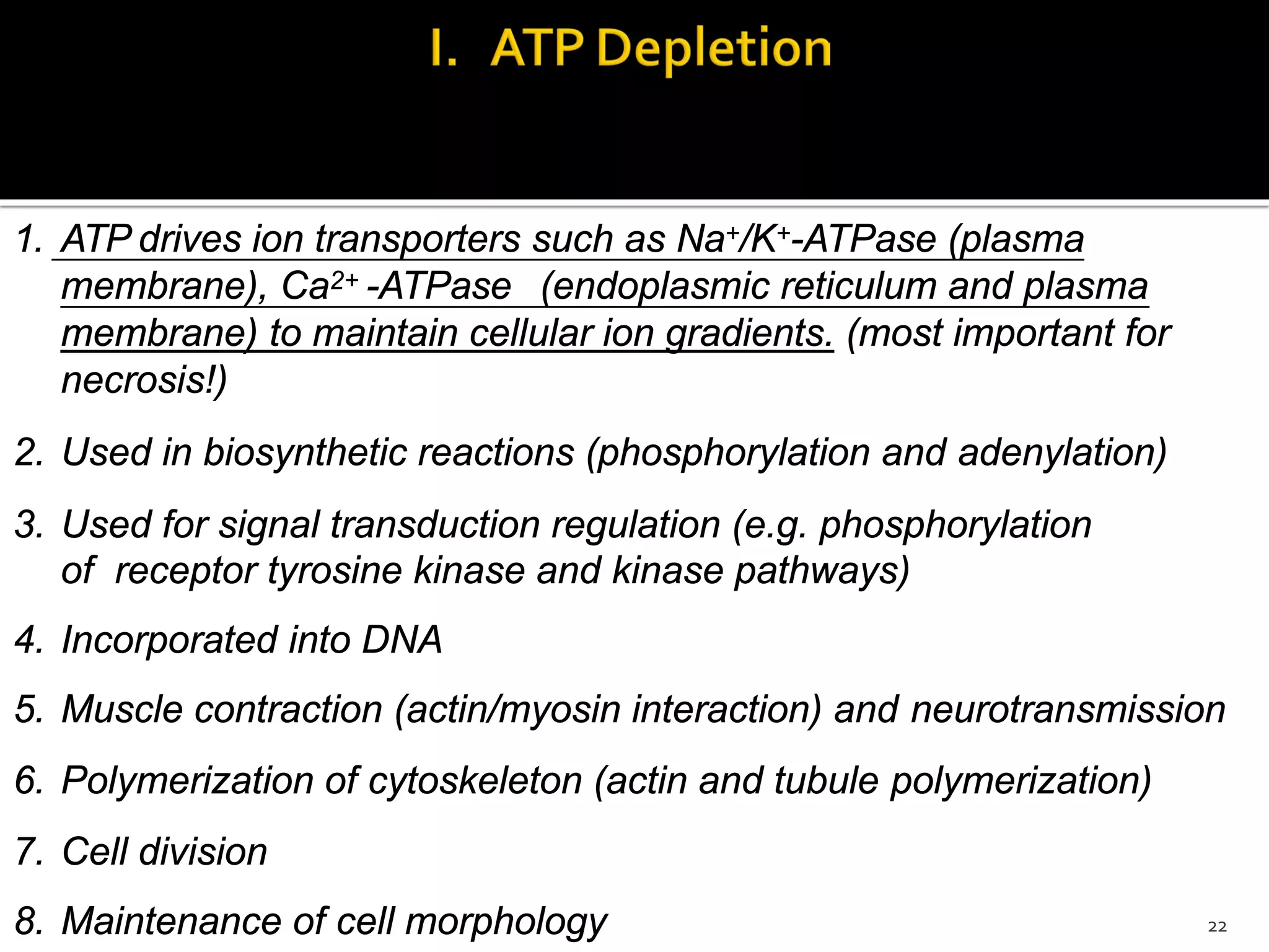 ATP plays a central role in cellular maintenance both as a chemical
for biosynthesis and as the major source of energy.
1. ATP drives ion transporters such as Na+/K+-ATPase (plasma
membrane), Ca2+ -ATPase (endoplasmic reticulum and plasma
membrane) to maintain cellular ion gradients. (most important for
necrosis!)
2. Used in biosynthetic reactions (phosphorylation and adenylation)
3. Used for signal transduction regulation (e.g. phosphorylation
of receptor tyrosine kinase and kinase pathways)
4. Incorporated into DNA
5. Muscle contraction (actin/myosin interaction) and neurotransmission
6. Polymerization of cytoskeleton (actin and tubule polymerization)
7. Cell division
8. Maintenance of cell morphology 22
 