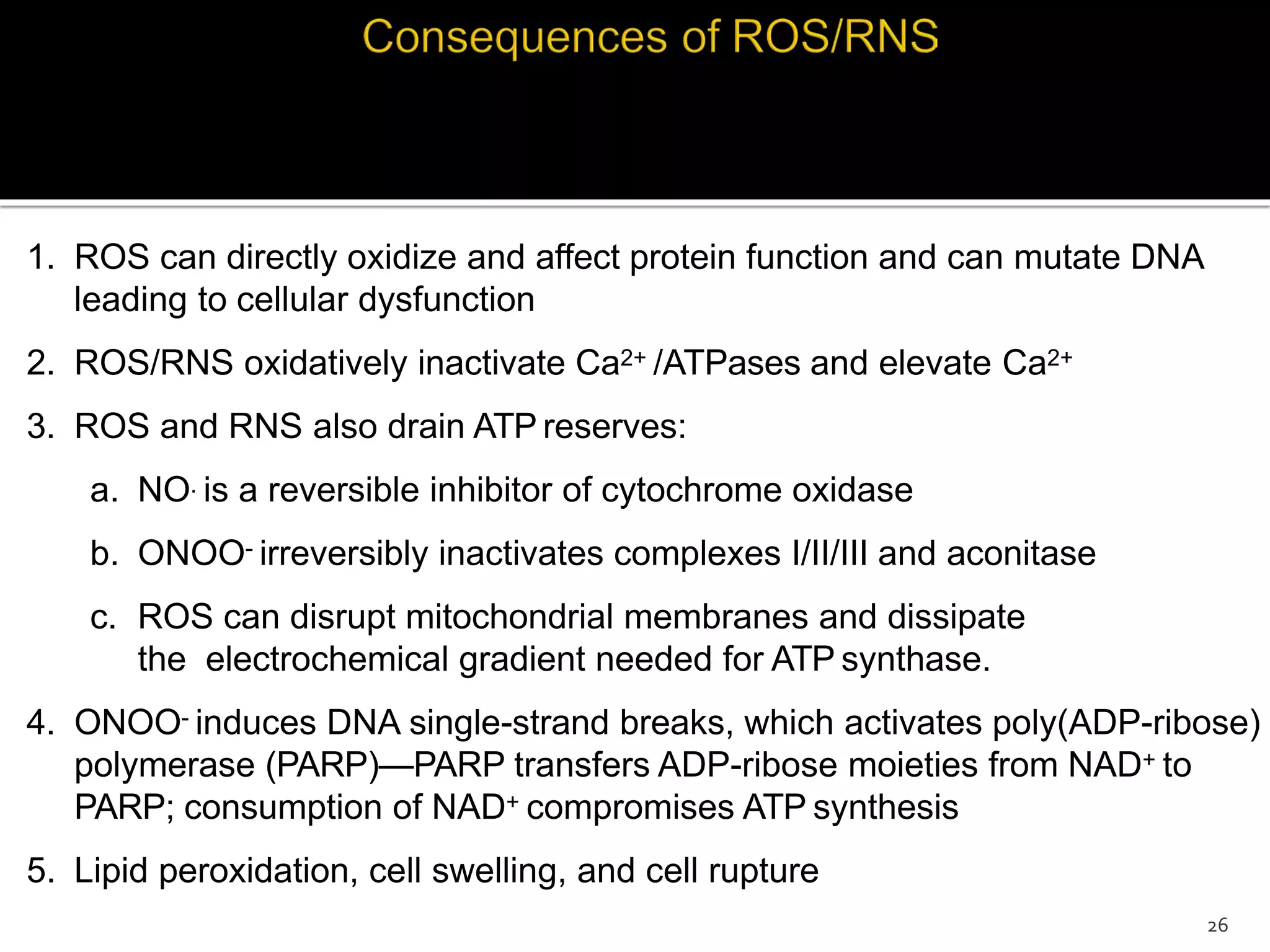 1. ROS can directly oxidize and affect protein function and can mutate DNA
leading to cellular dysfunction
2. ROS/RNS oxidatively inactivate Ca2+ /ATPases and elevate Ca2+
3. ROS and RNS also drain ATP reserves:
a. NO. is a reversible inhibitor of cytochrome oxidase
b. ONOO- irreversibly inactivates complexes I/II/III and aconitase
c. ROS can disrupt mitochondrial membranes and dissipate
the electrochemical gradient needed for ATP synthase.
4. ONOO- induces DNA single-strand breaks, which activates poly(ADP-ribose)
polymerase (PARP)—PARP transfers ADP-ribose moieties from NAD+ to
PARP; consumption of NAD+ compromises ATP synthesis
5. Lipid peroxidation, cell swelling, and cell rupture
26
 