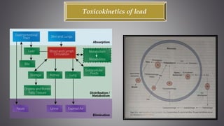 Toxicokinetics of lead
 