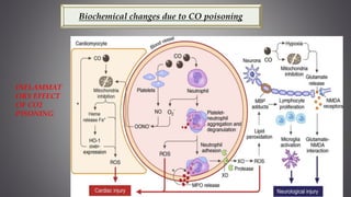 Biochemical changes due to CO poisoning
INFLAMMAT
ORY EFFECT
OF CO2
PISONING
 