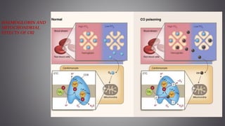 HAEMOGLOBIN AND
MITOCHONDRIAL
EFFECTS OF C02
 