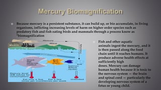  Because mercury is a persistent substance, it can build up, or bio accumulate, in living
organisms, inflicting increasing levels of harm on higher order species such as
predatory fish and fish eating birds and mammals through a process know as
"biomagnification
 Fish and other aquatic
animals ingest the mercury, and it
is then passed along the food
chain until it reaches humans. It
produce adverse health effects at
sufficiently high
doses. Mercury can damage
human health because it is toxic to
the nervous system — the brain
and spinal cord — particularly the
developing nervous system of a
fetus or young child.
 