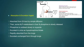  Absorption & Excretion Ingest
Absorbed from GI tract by simple diffusion
Then, some ALP metabolised in liver & phosphine is slowly released
Phosphine is oxidised slowly to oxyacids
Excreted in urine as hypophosphine Inhale
Rapidly absorbed from the lungs
Excreted unchanged form through lungs
 