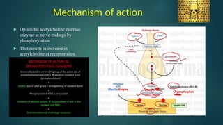 Mechanism of action
 Op inhibit acetylcholine esterase
enzyme at nerve endings by
phosphorylation
 That results in increase in
acetylcholine at receptor sites.
 