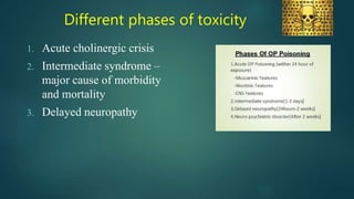 Different phases of toxicity
1. Acute cholinergic crisis
2. Intermediate syndrome –
major cause of morbidity
and mortality
3. Delayed neuropathy
 