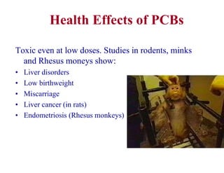 Health Effects of PCBs
Toxic even at low doses. Studies in rodents, minks
and Rhesus moneys show:
• Liver disorders
• Low birthweight
• Miscarriage
• Liver cancer (in rats)
• Endometriosis (Rhesus monkeys)
 