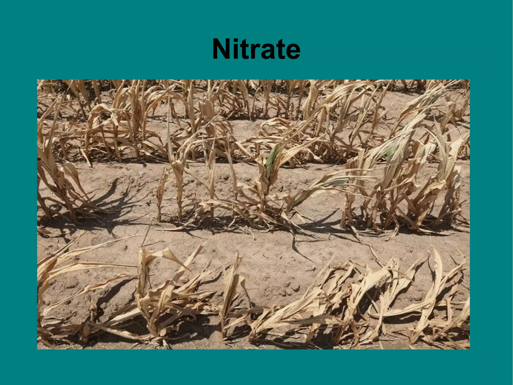 Nitrate

 