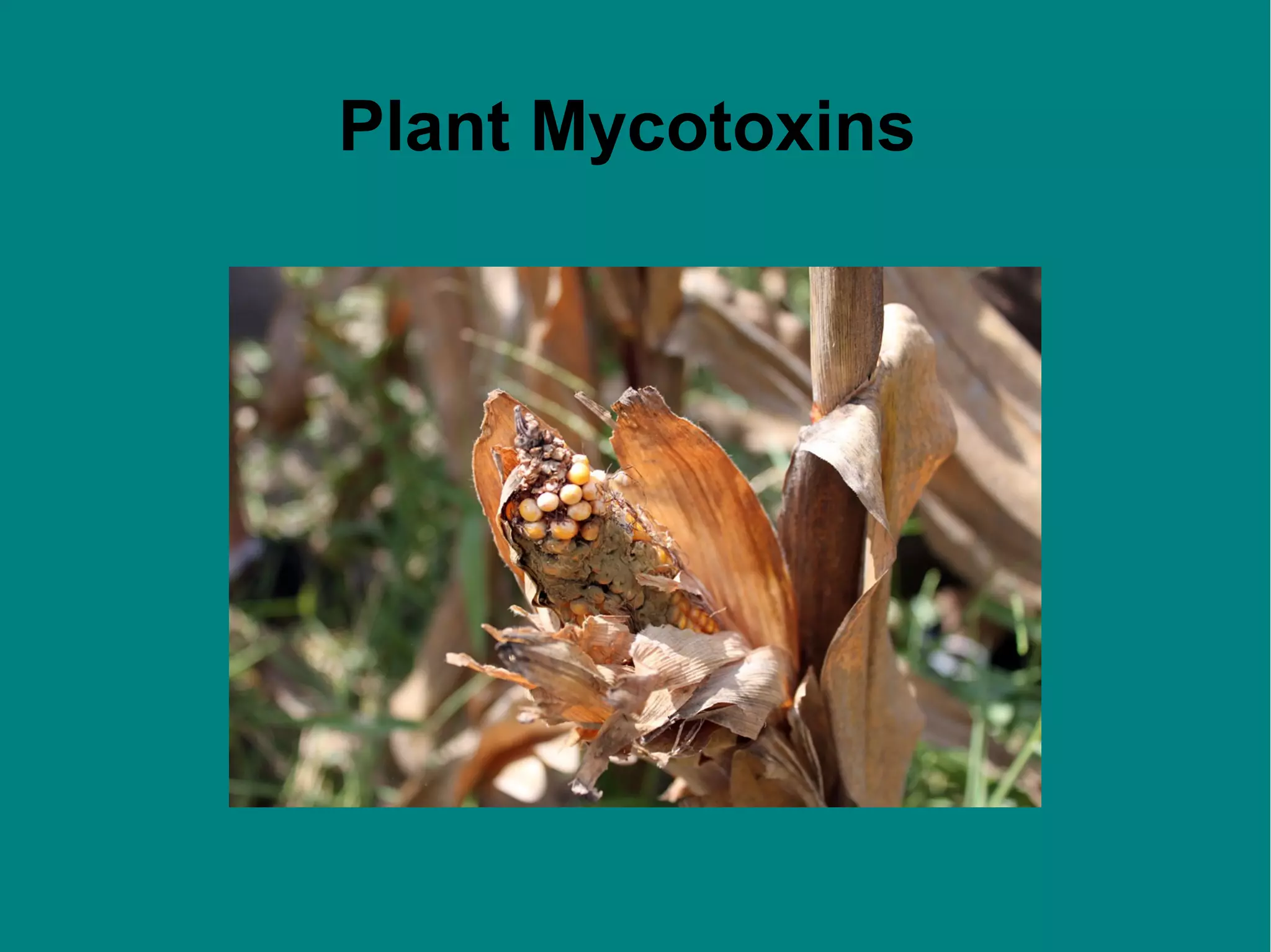 Plant Mycotoxins

 