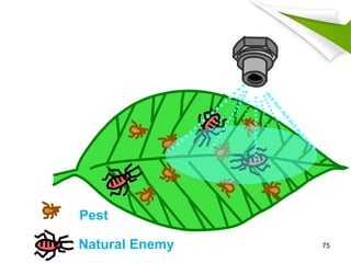 Pest
Natural Enemy 75
 