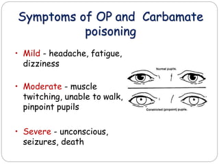 insecticide pollution, persistance and problems associated with ...