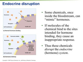 Endocrine disruption Some chemicals, once inside the bloodstream, can “mimic” hormones. If molecules of the chemical bind to the sites intended for hormone binding, they cause an inappropriate response. Thus these chemicals  disrupt  the  endocrine  (hormone)  system . 
