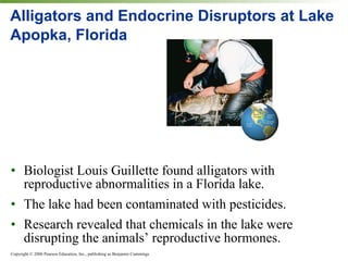 Alligators and Endocrine Disruptors at Lake Apopka, Florida Biologist Louis Guillette found alligators with reproductive abnormalities in a Florida lake. The lake had been contaminated with pesticides. Research revealed that chemicals in the lake were disrupting the animals’ reproductive hormones. 