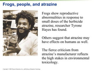 Frogs, people, and atrazine Frogs show reproductive abnormalities in response to small doses of the herbicide atrazine, researcher Tyrone Hayes has found. Others suggest that atrazine may have effects on humans as well. The fierce criticism from atrazine’s manufacturer reflects the high stakes in environmental toxicology. 