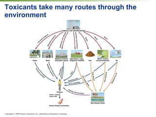 Toxicants take many routes through the environment 