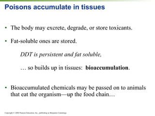 Poisons accumulate in tissues The body may excrete, degrade, or store toxicants. Fat-soluble ones are stored. DDT is persistent and fat soluble, …  so builds up in tissues:  bioaccumulation . Bioaccumulated chemicals may be passed on to animals that eat the organism—up the food chain… 