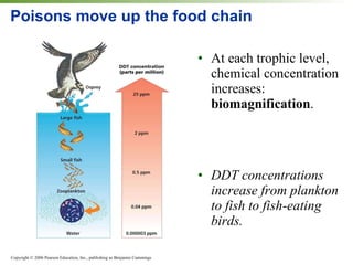 Poisons move up the food chain At each trophic level, chemical concentration increases:  biomagnification . DDT concentrations increase from plankton to fish to fish-eating birds. 
