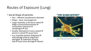 Routes of Exposure (Lung)
• Size & Shape of particles
• Size – effective aerodynamic diameter
• Shape – dust, microorganism
• Larger diameter (>10 micro meter)
lodge in bronchi/bronchioles
mucocilliary clearance
oesophagus Gut
• Smaller Diameter(<2 micro meter)
persist in alveoli cause harm
• e.g. Insoluble particle (Asbestos)
macrophage tried to engulf but
damaged  hydrolytic enzyme
leak local tissue damage fibrosis
 
