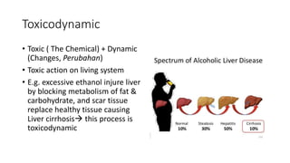 Toxicodynamic
• Toxic ( The Chemical) + Dynamic
(Changes, Perubahan)
• Toxic action on living system
• E.g. excessive ethanol injure liver
by blocking metabolism of fat &
carbohydrate, and scar tissue
replace healthy tissue causing
Liver cirrhosis this process is
toxicodynamic
 