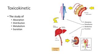 Toxicokinetic
• The study of
• Absorption
• Distribution
• Metabolism
• Excretion
 