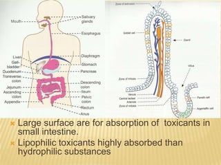 Large surface are for absorption of toxicants in
small intestine.
 Lipophilic toxicants highly absorbed than
hydrophilic substances


 