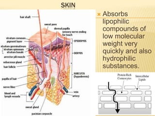 SKIN


Absorbs
lipophilic
compounds of
low molecular
weight very
quickly and also
hydrophilic
substances.

 