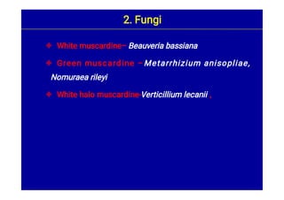 


White muscardine– Beauveria bassiana
Green muscardine –Metarrhizium anisopliae,
Nomuraea rileyi
White halo muscardine-Verticillium lecanii ,
2. Fungi
 
