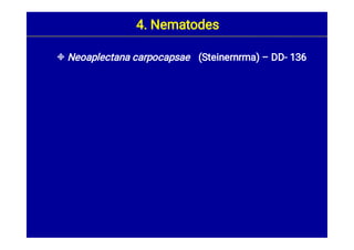  Neoaplectana carpocapsae (Steinernrma) – DD- 136
4. Nematodes
 