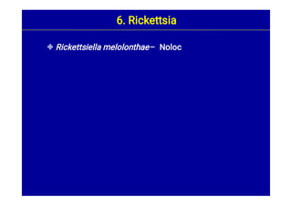  Rickettsiella melolonthae– Noloc
6. Rickettsia
 