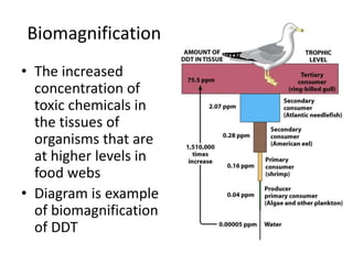 Biomagnification
• The increased
concentration of
toxic chemicals in
the tissues of
organisms that are
at higher levels in
food webs
• Diagram is example
of biomagnification
of DDT
 