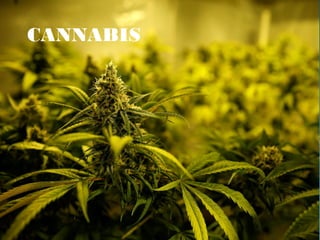 CANNABIS
 