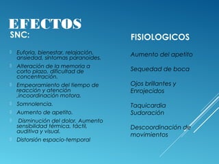 EFECTOS
SNC:
 Euforia, bienestar, relajación,
ansiedad, síntomas paranoides.
 Alteración de la memoria a
corto plazo, dificultad de
concentración.
 Empeoramiento del tiempo de
reacción y atención
,incoordinación motora.
 Somnolencia.
 Aumento de apetito.
 Disminución del dolor. Aumento
sensibilidad térmica, táctil,
auditiva y visual.
 Distorsión espacio-temporal
FISIOLOGICOS
Aumento del apetito
Sequedad de boca
Ojos brillantes y
Enrojecidos
Taquicardia
Sudoración
Descoordinación de
movimientos
 