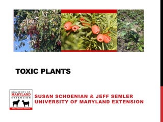TOXIC PLANTS
SUSAN SCHOENIAN & JEFF SEMLER
UNIVERSITY OF MARYLAND EXTENSION
 