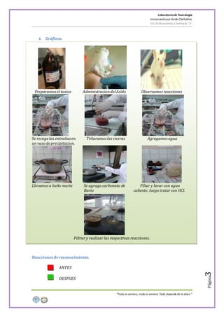 LaboratoriodeToxicología
Intoxicaciónpor Acido Clorhídrico
5to de Bioquímica y Farmacia “A”
“Todo es veneno, nada es veneno. Todo depende de la dosis.”
Página3
8. Gráficos.
Preparamoseltoxico AdministraciondelAcido Observamos reacciones
Se recogelas entrañasen Trituramos las viceras Agregamos agua
un vaso deprecipitacion.
Llevamosa baño maria Se agraga carbonato de Filtar y lavar con agua
Bario caliente; luego tratarcon HCl.
Filtrar y realizar las respectivas reacciones.
Reacciones dereconocimiento.
ANTES
DESPUES
 