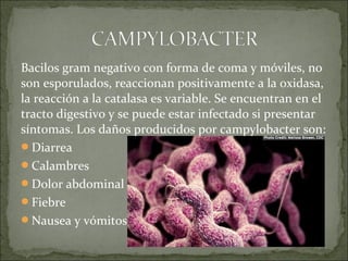 Bacilos gram negativo con forma de coma y móviles, no
son esporulados, reaccionan positivamente a la oxidasa,
la reacción a la catalasa es variable. Se encuentran en el
tracto digestivo y se puede estar infectado si presentar
síntomas. Los daños producidos por campylobacter son:
Diarrea
Calambres
Dolor abdominal
Fiebre
Nausea y vómitos
 