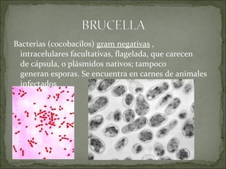 Bacterias (cocobacilos) gram negativas , 
intracelulares facultativas, flagelada, que carecen 
de cápsula, o plásmidos nativos; tampoco 
generan esporas. Se encuentra en carnes de animales 
infectados
 