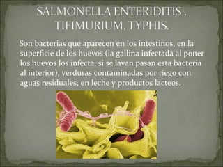 Son bacterias que aparecen en los intestinos, en la
superficie de los huevos (la gallina infectada al poner
los huevos los infecta, si se lavan pasan esta bacteria
al interior), verduras contaminadas por riego con
aguas residuales, en leche y productos lacteos.
 