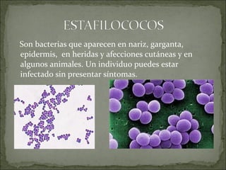 Son bacterias que aparecen en nariz, garganta,
epidermis, en heridas y afecciones cutáneas y en
algunos animales. Un individuo puedes estar
infectado sin presentar síntomas.
 
