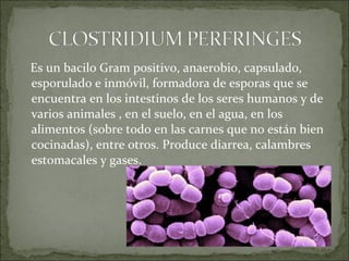 Es un bacilo Gram positivo, anaerobio, capsulado,
esporulado e inmóvil, formadora de esporas que se
encuentra en los intestinos de los seres humanos y de
varios animales , en el suelo, en el agua, en los
alimentos (sobre todo en las carnes que no están bien
cocinadas), entre otros. Produce diarrea, calambres
estomacales y gases.
 
