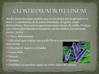 Bacilo anaerobio gram positivo que se encuentra por lo general en la
tierra y es productora de la toxina botulínica, el agente causal
del botulismo. Estos microorganismos tienen forma de varilla. Produce
una enfermedad llamada el botulismo, en los adultos, los síntomas
pueden incluir:
Cólicos abdominales
Dificultad para respirar que puede llevar a una insuficiencia
respiratoria
Dificultad al deglutir y al hablar
Visión doble
Náuseas
Vómitos
Debilidad con parálisis (igual en ambos lados del cuerpo)
 