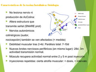 Características de la toxina botulínica: fisiología
 No lesiona nervio ni 
producción de AcColina: 
 Altera estructura que 
transmite señal (SNARE prot)
 Nervios autonómicos 
colinérgicos (sudor,
nocicepción) también se ven afectados (< medida)
 Debilidad muscular tras 2-4d. Parálisis total: 7-10d  
 Nuevos brotes nerviosos periféricos (en mismo lugar): 28d. 3m 
actividad transmisión normal. 
 Músculo recupera actividad normal entre 2 y 5 m post inyección
 Inyecciones repetidas: cierta atrofia muscular: < dosis, > intervalo
 