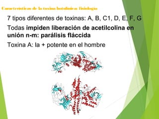 Características de la toxina botulínica: fisiología
7 tipos diferentes de toxinas: A, B, C1, D, E, F, G
Todas impiden liberación de acetilcolina en
unión n-m: parálisis fláccida
Toxina A: la + potente en el hombre
 