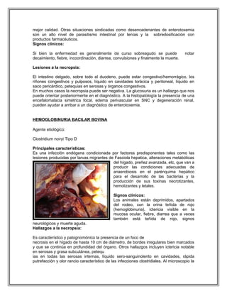 mejor calidad. Otras situaciones sindicadas como desencadenantes de enterotoxemia
son un alto nivel de parasitismo intestinal por tenías y la sobredosificación con
productos farmacéuticos.
Signos clínicos:
Si bien la enfermedad es generalmente de curso sobreagudo se puede notar
decaimiento, fiebre, incoordinación, diarrea, convulsiones y finalmente la muerte.
Lesiones a la necropsia:
El intestino delgado, sobre todo el duodeno, puede estar congestivo/hemorrágico, los
riñones congestivos y pulposos, líquido en cavidades torácica y peritoneal, líquido en
saco pericárdico, petequias en serosas y órganos congestivos.
En muchos casos la necropsia puede ser negativa. La glucosuria es un hallazgo que nos
puede orientar posteriormente en el diagnóstico. A la histopatología la presencia de una
encefalomalacia simétrica focal, edema perivascular en SNC y degeneración renal,
pueden ayudar a arribar a un diagnóstico de enterotoxemia.
HEMOGLOBINURIA BACILAR BOVINA
Agente etiológico:
Clostridium novyi Tipo D
Principales características:
Es una infección endógena condicionada por factores predisponentes tales como las
lesiones producidas por larvas migrantes de Fasciola hepatica, alteraciones metabólicas
del hígado, preñez avanzada, etc, que van a
producir las condiciones adecuadas de
anaerobiosis en el parénquima hepático
para el desarrollo de las bacterias y la
producción de sus toxinas necrotizantes,
hemolizantes y letales.
Signos clínicos:
Los animales están deprimidos, apartados
del rodeo, con la orina teñida de rojo
(hemoglobinuria), ictericia visible en la
mucosa ocular, fiebre, diarrea que a veces
también está teñida de rojo, signos
neurológicos y muerte aguda.
Hallazgos a la necropsia:
Es característico y patognomónico la presencia de un foco de
necrosis en el hígado de hasta 10 cm de diámetro, de bordes irregulares bien marcados
y que se continúa en profundidad del órgano. Otros hallazgos incluyen ictericia notable
en serosas y grasa subcutánea, petequ
ias en todas las serosas internas, líquido sero-sanguinolento en cavidades, rápida
putrefacción y olor rancio característico de las infecciones clostridiales. Al microscopio la
 